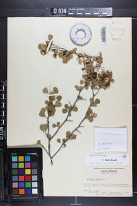 Crataegus lepida image