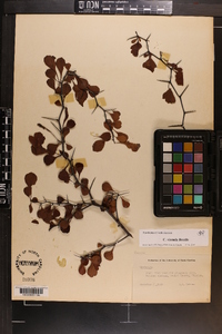 Crataegus visenda image