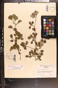 Crataegus uniflora image