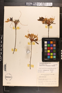 Rhododendron alabamense image