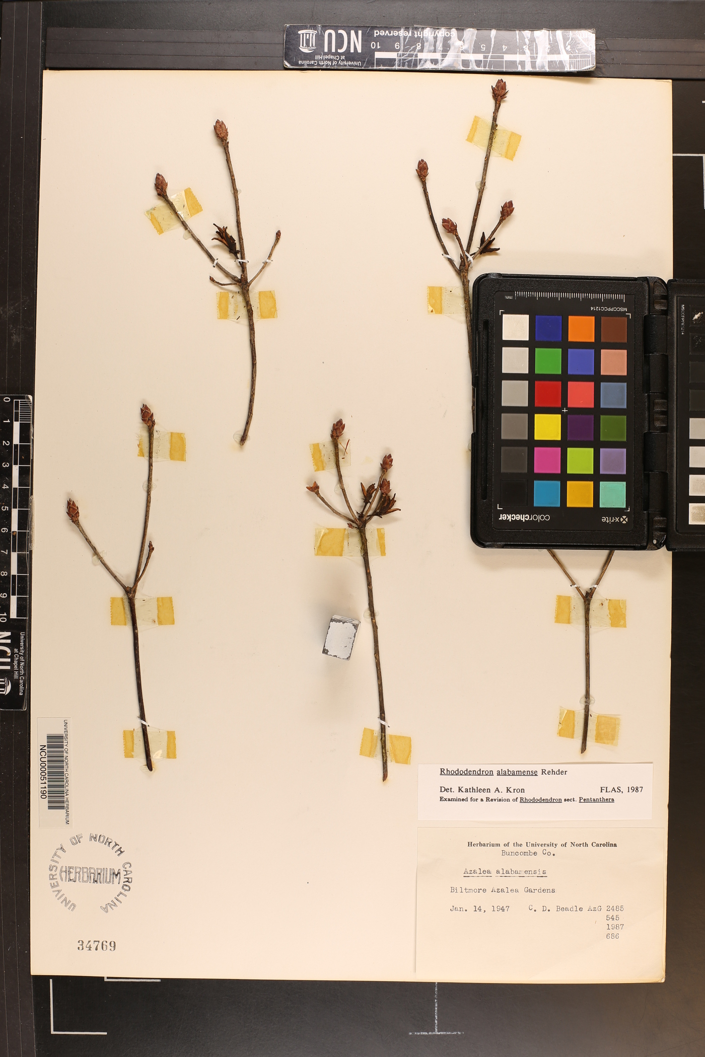 Rhododendron alabamense image