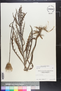 Cirsium lecontei image