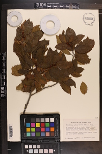 Colubrina arborescens image