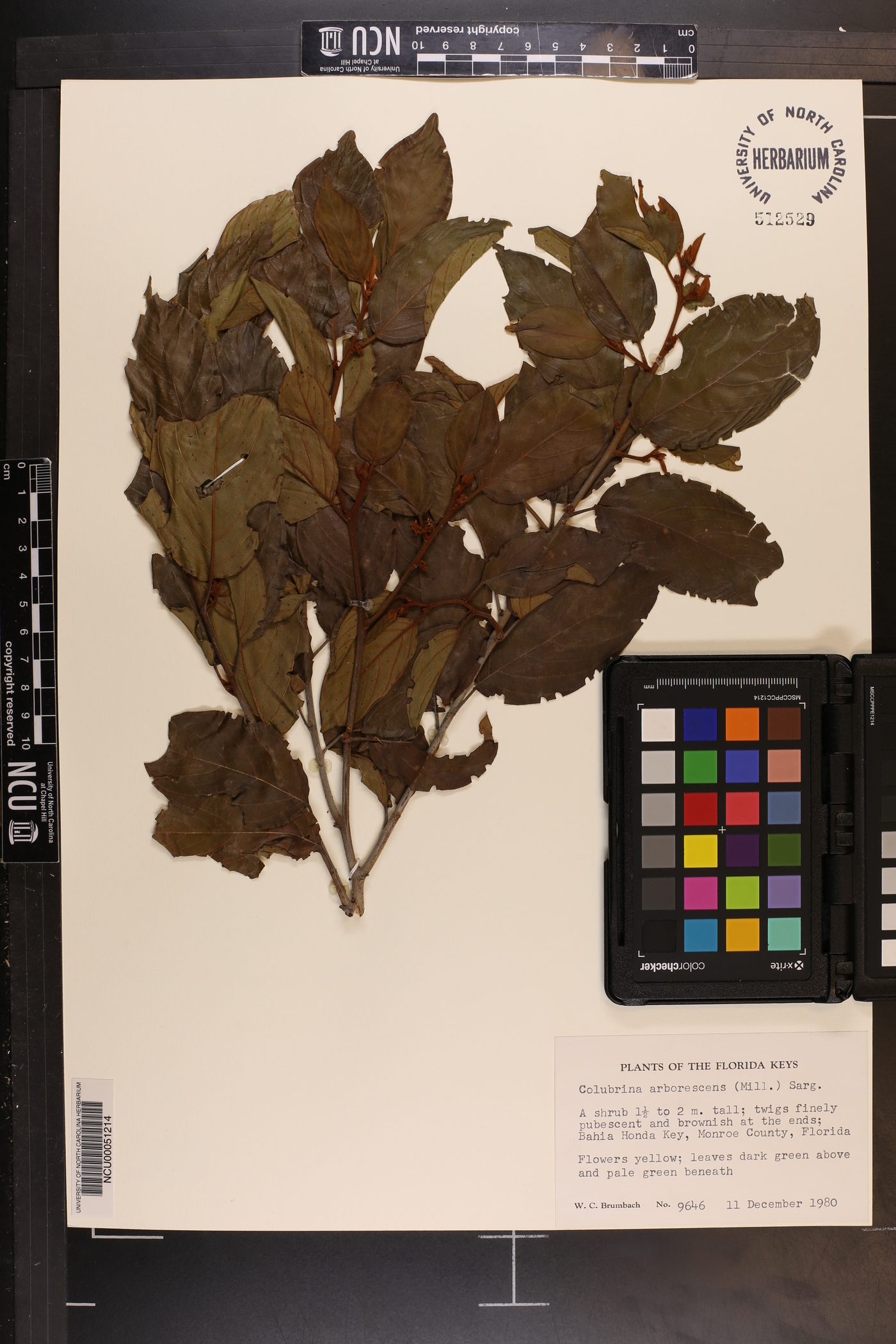 Colubrina arborescens image