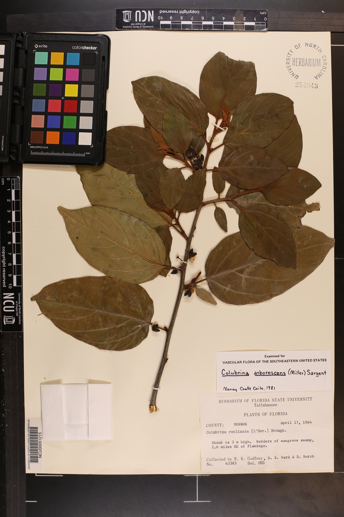 Colubrina arborescens image