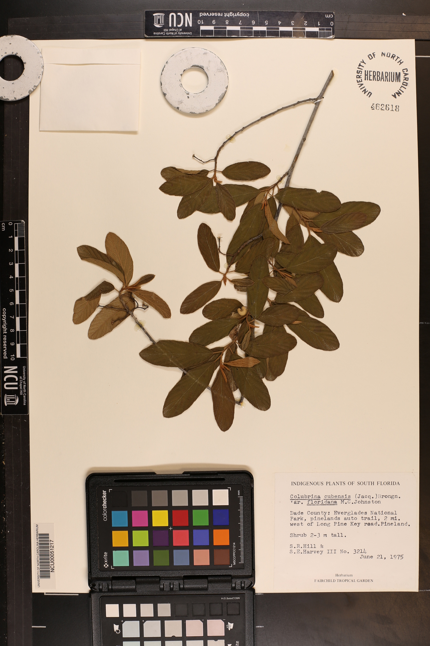 Colubrina cubensis image