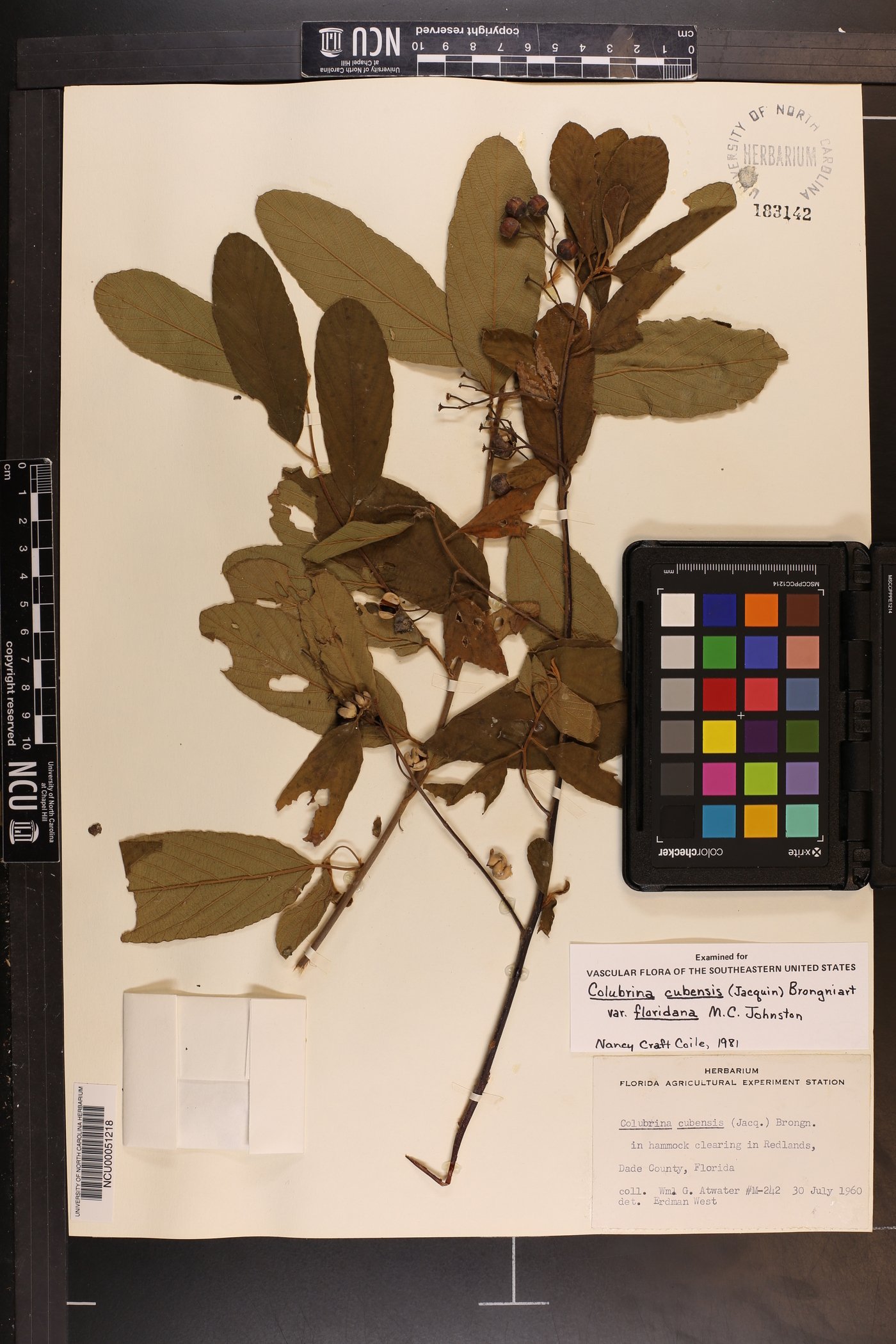 Colubrina cubensis var. floridana image
