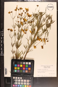 Coreopsis delphiniifolia image