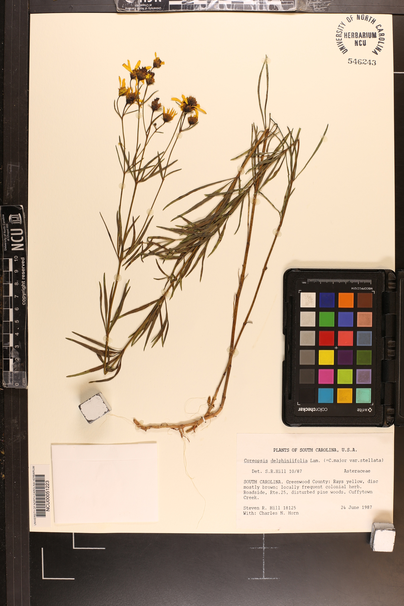 Coreopsis delphiniifolia image