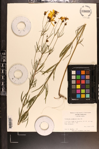Coreopsis delphiniifolia image