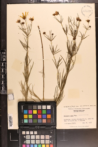 Coreopsis delphiniifolia image