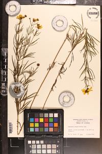 Coreopsis delphiniifolia image