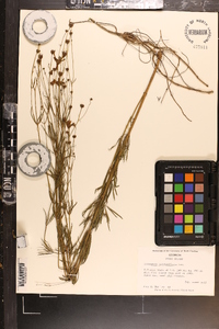 Coreopsis delphiniifolia image