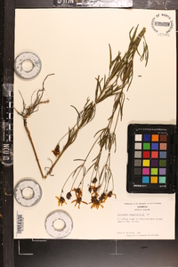 Coreopsis delphiniifolia image