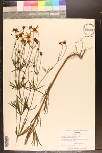 Coreopsis delphiniifolia image