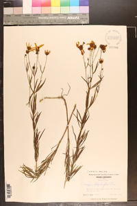 Coreopsis delphiniifolia image