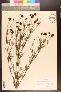 Coreopsis delphiniifolia image