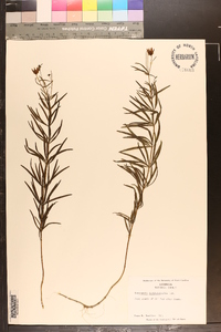 Coreopsis delphiniifolia image