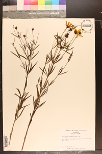 Coreopsis delphiniifolia image