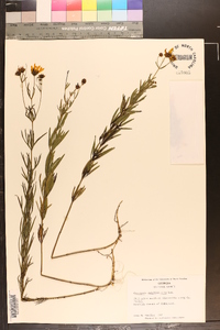 Coreopsis delphiniifolia image