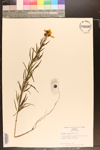 Coreopsis delphiniifolia image