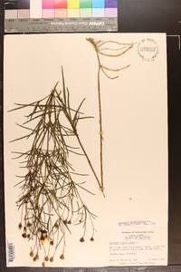 Coreopsis delphiniifolia image