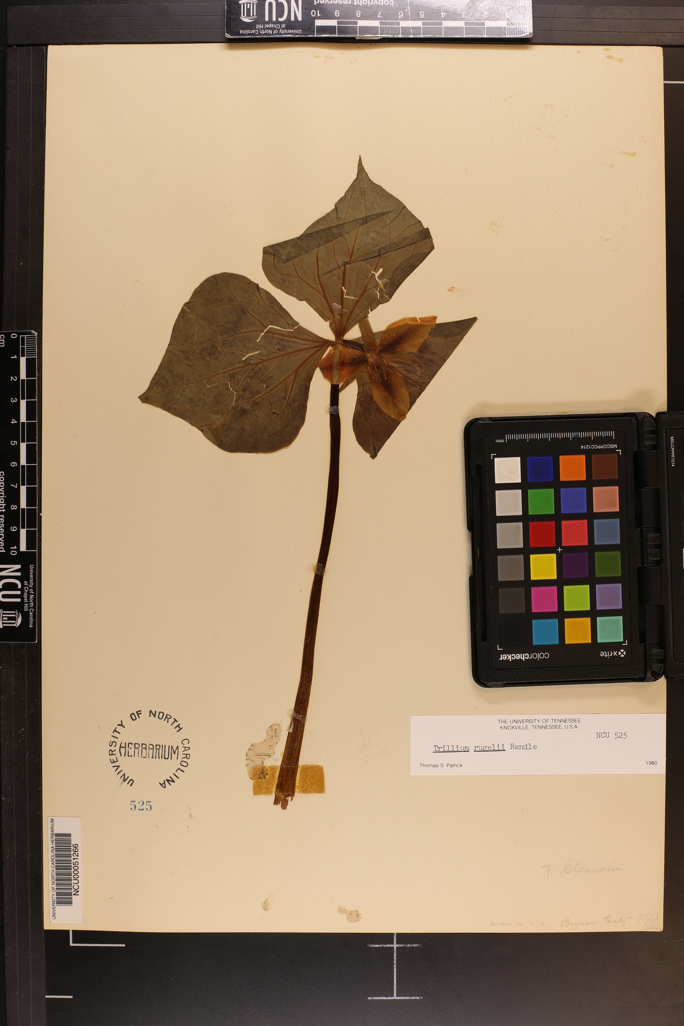Trillium rugelii image