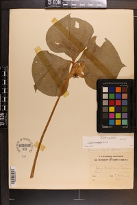Trillium rugelii image