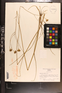 Coreopsis nudata image