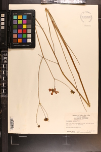 Coreopsis nudata image