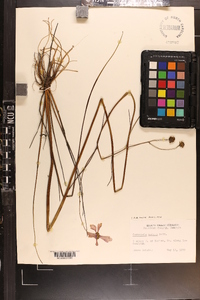 Coreopsis nudata image