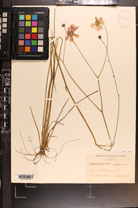 Coreopsis nudata image