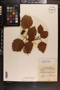 Crataegus triflora image