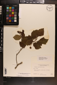 Crataegus triflora image