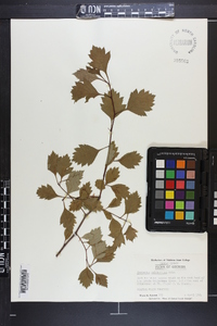 Crataegus pulcherrima image