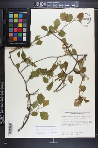 Crataegus pulcherrima image