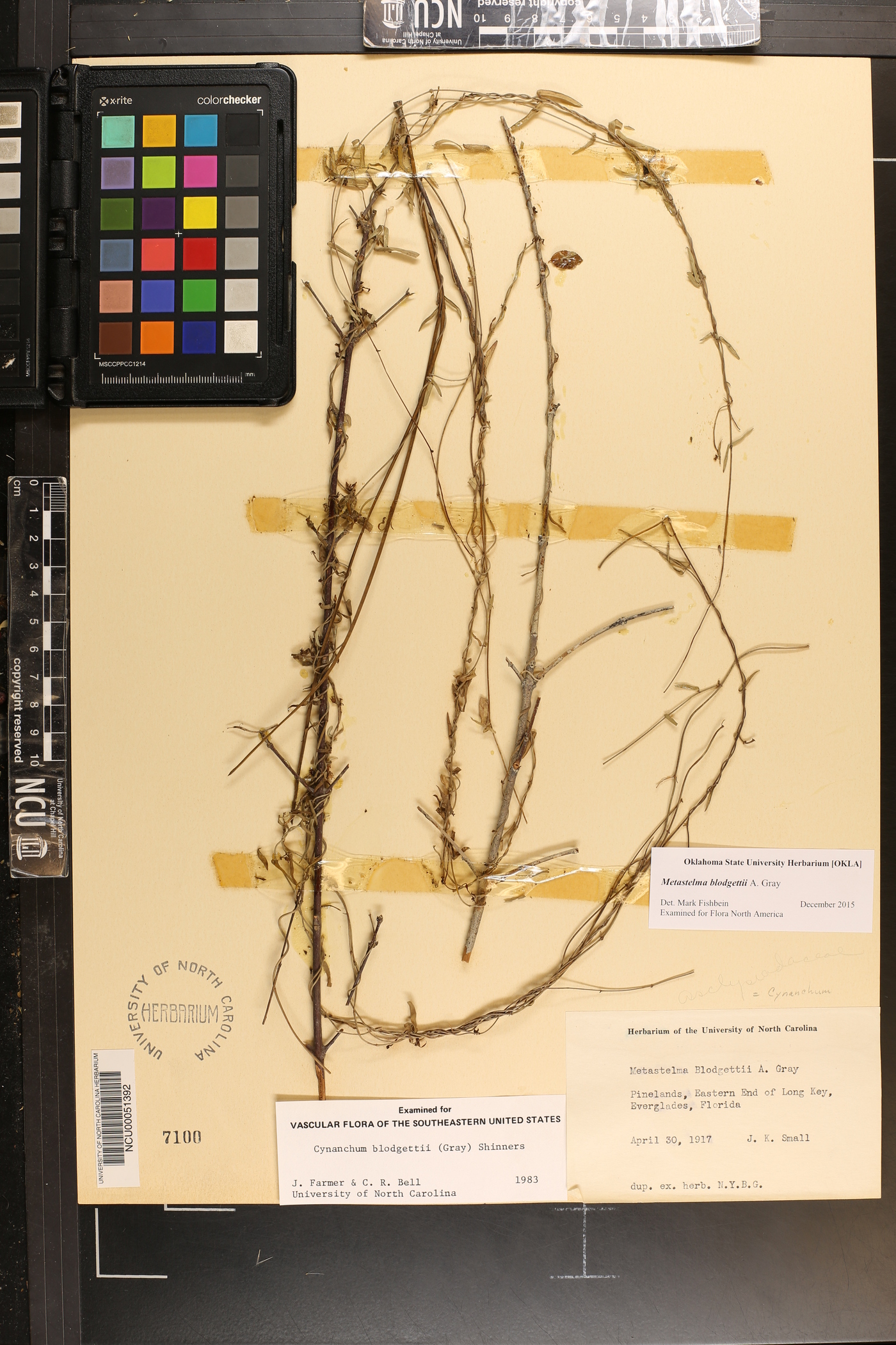 Metastelma blodgettii image