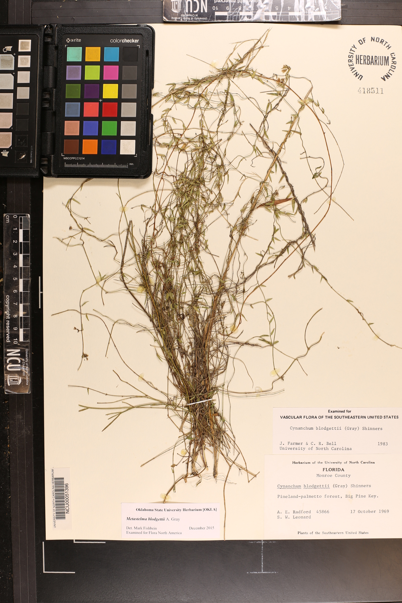 Metastelma blodgettii image