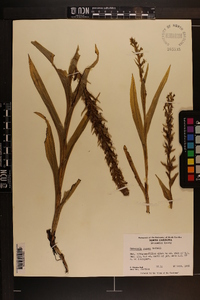 Habenaria repens image