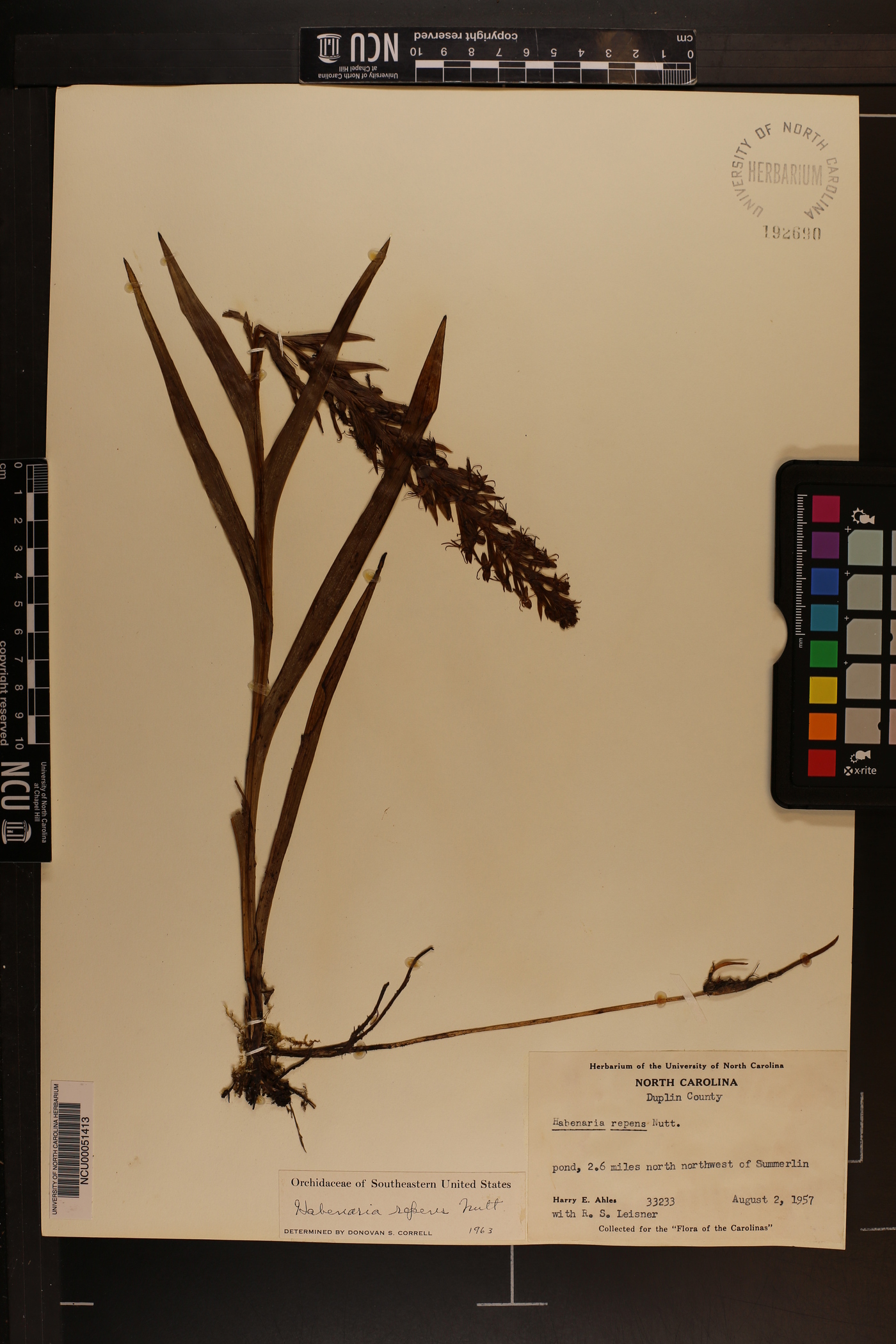 Habenaria repens image