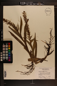 Habenaria repens image