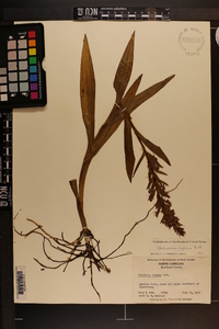 Habenaria repens image