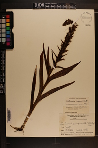 Habenaria repens image