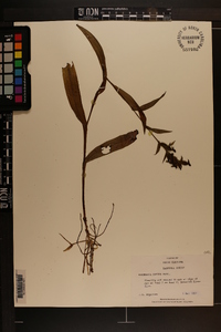 Habenaria repens image