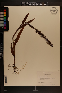 Habenaria repens image