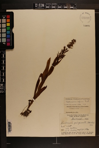 Habenaria repens image