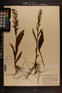 Habenaria repens image