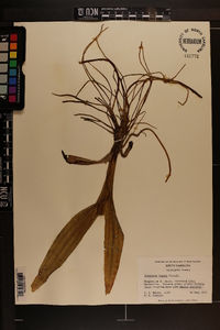 Habenaria repens image