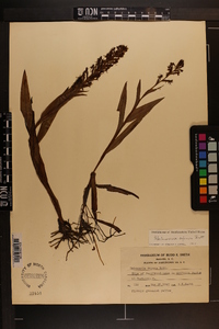 Habenaria repens image
