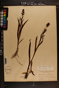 Habenaria repens image